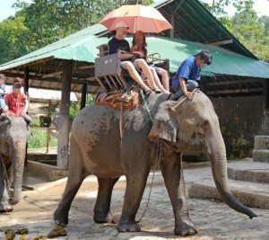 elefant dyr ferie turisme